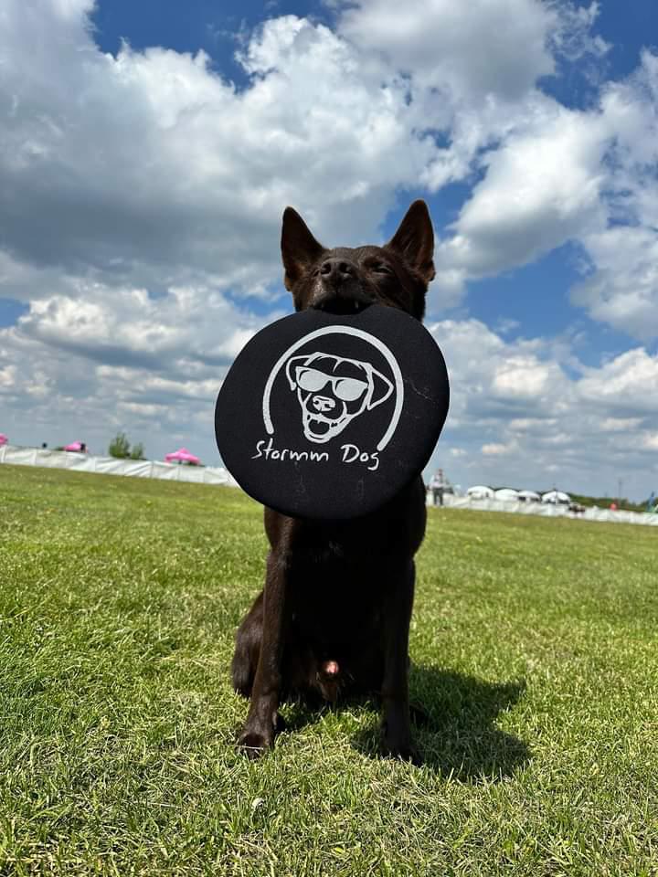 Disc Dog Frisbee